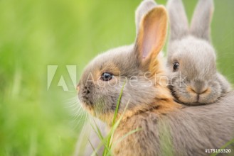 Afbeeldingen van Rabbit Buddies